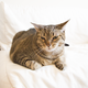 Illustration for article titled I Played Music for a Cat. Heres How the Cat Reacted.
